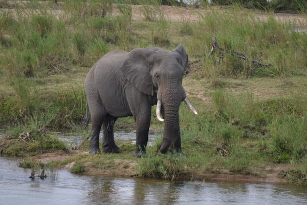 Best Safari Company in Tanzania: Your Gateway to an Unforgettable Wildlife Adventure