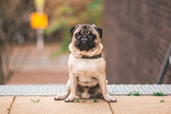 Best Grain Free Dog Food: A Healthy Choice for Your Canine Companion