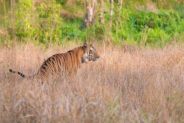 Blending Heritage and Wilderness: Golden Triangle Tour with Ranthambore Safari Adventure