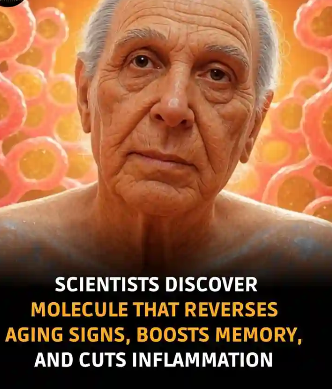 One molecule could reverse aging, boost memory, and repair muscle