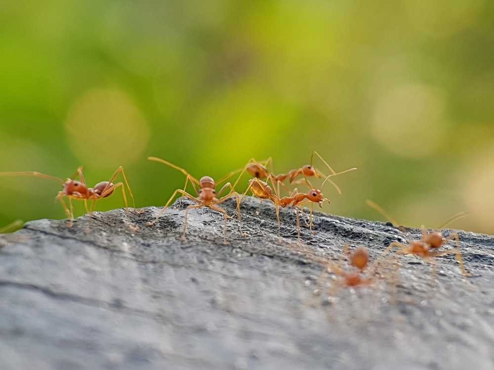 Why DIY Ant Treatments Fail and What Really Works