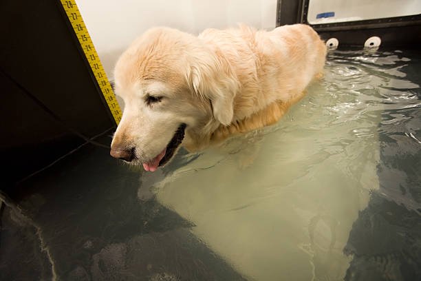 Underwater Treadmill Dog Therapy: Advancing Canine Rehabilitation