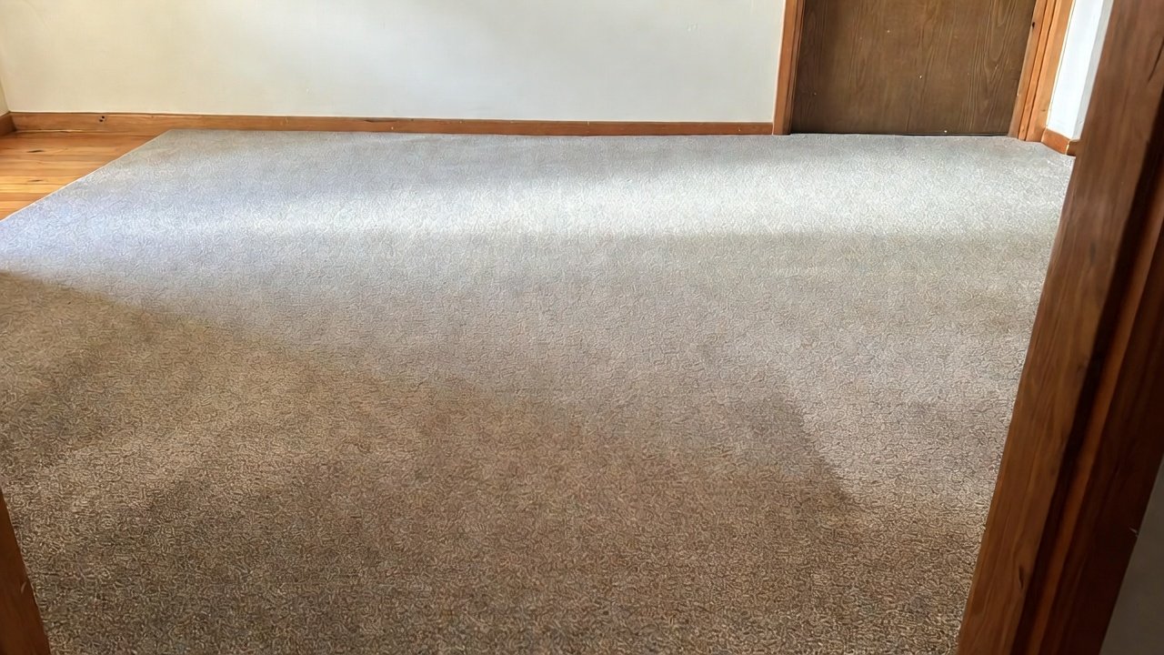 Carpet Cleaning Christchurch: A Practical Guide to Cleaner, Healthier Spaces